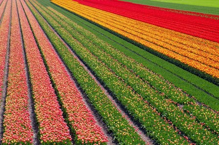 Tulip Field In Orang, Red And Green by Cora Niele art print