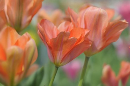 Tulip Flower Orange Wings by Cora Niele art print