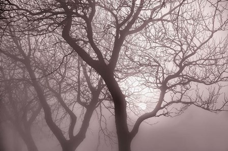 Hazy Dawn with Tree Tree Silhouettes by Cora Niele art print