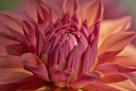 Red Dahlia by Cora Niele art print
