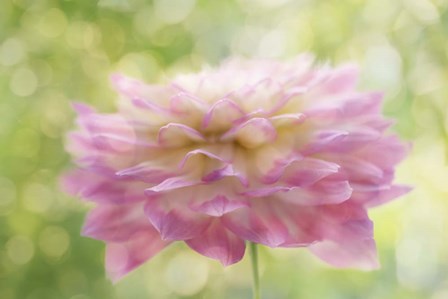 Dahlia in Backlight by Cora Niele art print