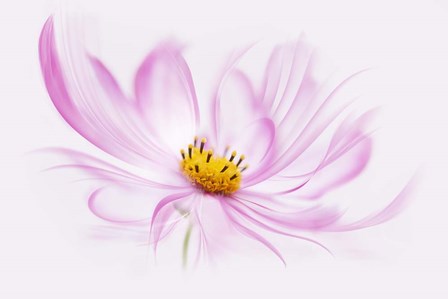 Dancing Flower Cosmos by Cora Niele art print