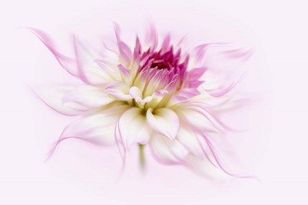 Dancing Flower Dahlia by Cora Niele art print