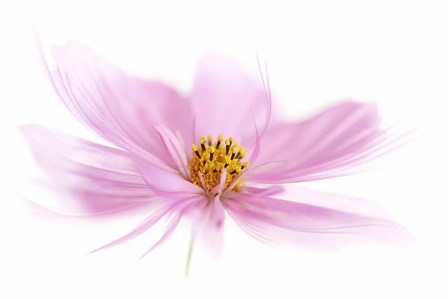 Dancing Flower Pink Cosmos by Cora Niele art print