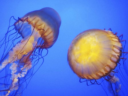 Jellyfish by Stephanie Analah art print