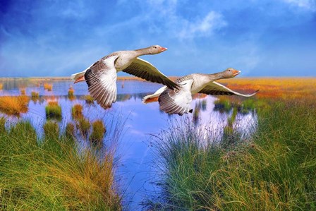 Birds In Nature by Ata Alishahi art print