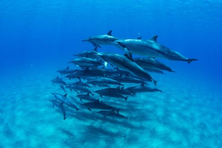 Dolphins Wwimming in Pacific Ocean, Hawaii by Panoramic Images art print