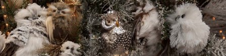 Close-up of Assorted Owls by Panoramic Images art print