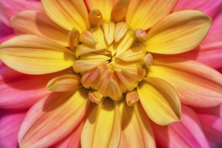 Yellow And Pink Dahlia Flower by Cora Niele art print