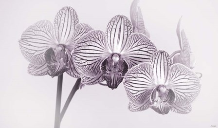 Orchid 4 BW by Gordon Semmens art print