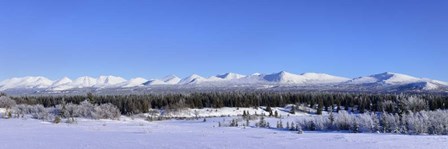 Winter Wilderness by Brenda Petrella Photography LLC art print
