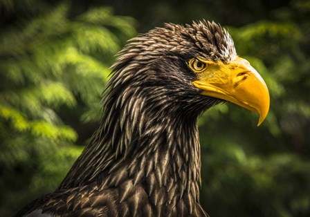Steller Sea Eagle III by Duncan art print