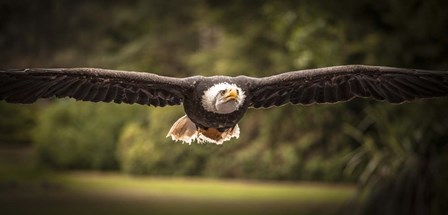 Sea Eagle Flight II by Duncan art print