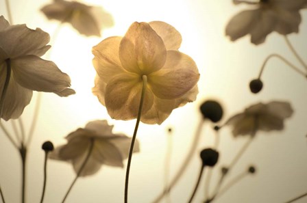 Silhouette in Field by Tom Quartermaine art print