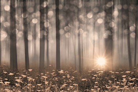 Enchanted Morning by Lori Deiter art print