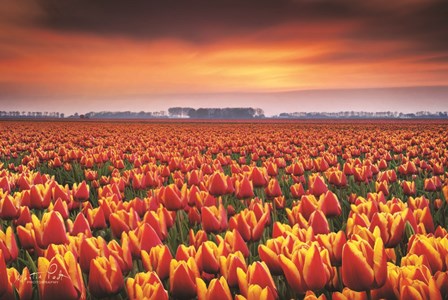 Dramatic Tulips by Martin Podt art print