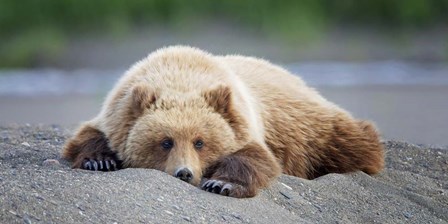 Bear Life X by PHBurchett art print