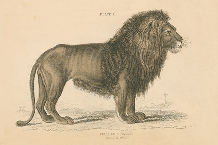 Vintage Lion by Wild Apple Portfolio art print