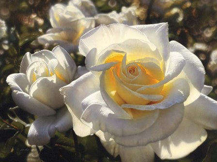 White Roses by Collin Bogle art print