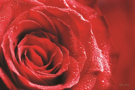 Red Rose After Rain by Lori Deiter art print