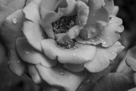Monochrome Flower 53 by Anita Vincze art print