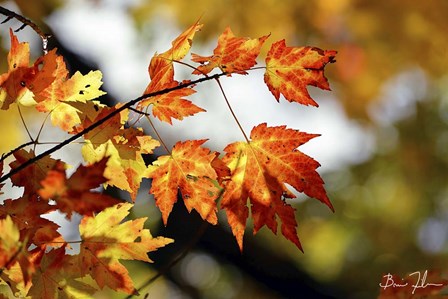 Fall Colors by 5fishcreative art print