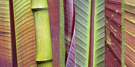 Green and Red Leaf Collage by Cora Niele art print