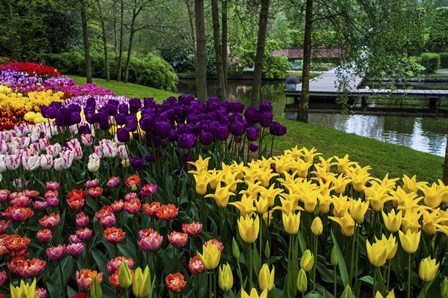 Colorful Corner Keukenhof Tulips Garden 1 by Jenny Rainbow Fine Art art print