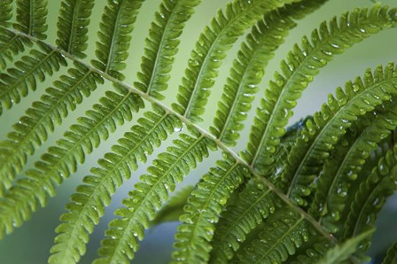 Healing Art Fern Leaf After Rain by Jenny Rainbow Fine Art art print