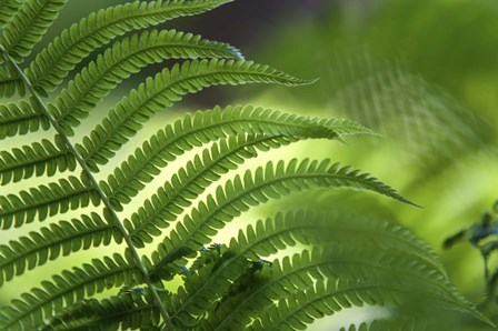 Healing Art Fern Leaf by Jenny Rainbow Fine Art art print