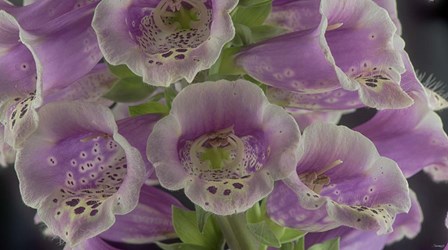 Digitalis 6 by Gordon Semmens art print