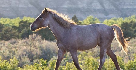 Mustangs of the Badlands 4 by Gordon Semmens art print