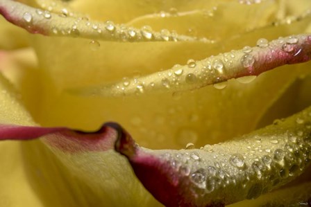 Yellow and Red Rose 11 by Gordon Semmens art print