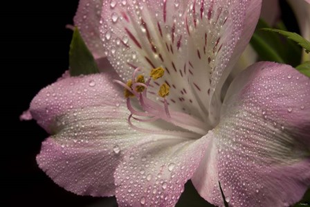 Pink Alstroemerias 5 by Gordon Semmens art print