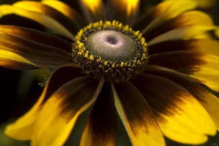 Flower 5 by Gordon Semmens art print