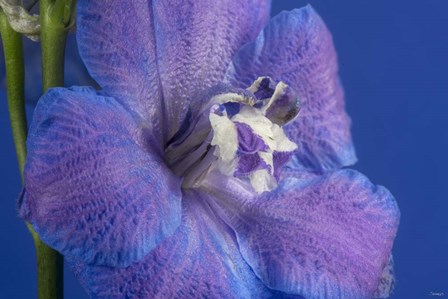 Flower 7 by Gordon Semmens art print