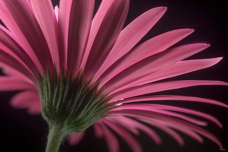 Flower 18 by Gordon Semmens art print